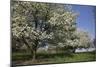 Flowering Fruit Trees in May, Lisle, Illinois, USA-Lynn M^ Stone-Mounted Photographic Print