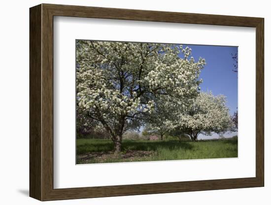 Flowering Fruit Trees in May, Lisle, Illinois, USA-Lynn M^ Stone-Framed Photographic Print