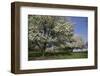 Flowering Fruit Trees in May, Lisle, Illinois, USA-Lynn M^ Stone-Framed Photographic Print