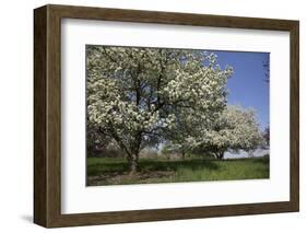 Flowering Fruit Trees in May, Lisle, Illinois, USA-Lynn M^ Stone-Framed Photographic Print