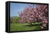 Flowering Fruit Trees in May, Morton Arboretum, Lisle, Illinois, USA-Lynn M^ Stone-Framed Stretched Canvas