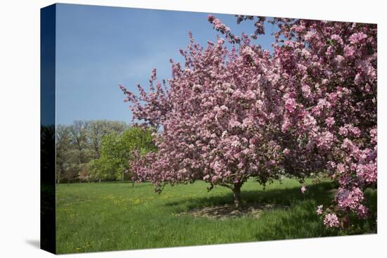 Flowering Fruit Trees in May, Morton Arboretum, Lisle, Illinois, USA-Lynn M^ Stone-Stretched Canvas