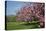 Flowering Fruit Trees in May, Morton Arboretum, Lisle, Illinois, USA-Lynn M^ Stone-Stretched Canvas