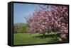 Flowering Fruit Trees in May, Morton Arboretum, Lisle, Illinois, USA-Lynn M^ Stone-Framed Stretched Canvas