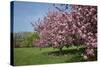 Flowering Fruit Trees in May, Morton Arboretum, Lisle, Illinois, USA-Lynn M^ Stone-Stretched Canvas