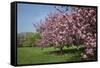 Flowering Fruit Trees in May, Morton Arboretum, Lisle, Illinois, USA-Lynn M^ Stone-Framed Stretched Canvas