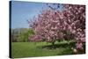 Flowering Fruit Trees in May, Morton Arboretum, Lisle, Illinois, USA-Lynn M^ Stone-Stretched Canvas