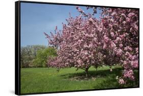 Flowering Fruit Trees in May, Morton Arboretum, Lisle, Illinois, USA-Lynn M^ Stone-Framed Stretched Canvas