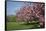 Flowering Fruit Trees in May, Morton Arboretum, Lisle, Illinois, USA-Lynn M^ Stone-Framed Stretched Canvas