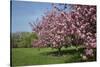 Flowering Fruit Trees in May, Morton Arboretum, Lisle, Illinois, USA-Lynn M^ Stone-Stretched Canvas