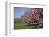 Flowering Fruit Trees in May, Morton Arboretum, Lisle, Illinois, USA-Lynn M^ Stone-Framed Premium Photographic Print