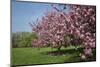Flowering Fruit Trees in May, Morton Arboretum, Lisle, Illinois, USA-Lynn M^ Stone-Mounted Premium Photographic Print