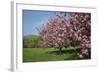 Flowering Fruit Trees in May, Morton Arboretum, Lisle, Illinois, USA-Lynn M^ Stone-Framed Photographic Print