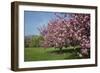 Flowering Fruit Trees in May, Morton Arboretum, Lisle, Illinois, USA-Lynn M^ Stone-Framed Photographic Print