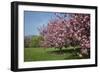 Flowering Fruit Trees in May, Morton Arboretum, Lisle, Illinois, USA-Lynn M^ Stone-Framed Photographic Print