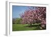 Flowering Fruit Trees in May, Morton Arboretum, Lisle, Illinois, USA-Lynn M^ Stone-Framed Photographic Print