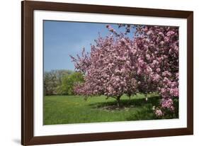 Flowering Fruit Trees in May, Morton Arboretum, Lisle, Illinois, USA-Lynn M^ Stone-Framed Photographic Print