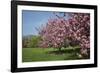 Flowering Fruit Trees in May, Morton Arboretum, Lisle, Illinois, USA-Lynn M^ Stone-Framed Photographic Print
