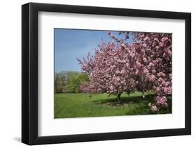 Flowering Fruit Trees in May, Morton Arboretum, Lisle, Illinois, USA-Lynn M^ Stone-Framed Photographic Print