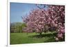 Flowering Fruit Trees in May, Morton Arboretum, Lisle, Illinois, USA-Lynn M^ Stone-Framed Photographic Print