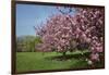 Flowering Fruit Trees in May, Morton Arboretum, Lisle, Illinois, USA-Lynn M^ Stone-Framed Photographic Print