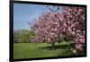 Flowering Fruit Trees in May, Morton Arboretum, Lisle, Illinois, USA-Lynn M^ Stone-Framed Photographic Print