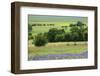 Flowering Hairy Vetch, Common Poppy and Buttercup. Northern Livanjsko Polje, Bosnia and Herzegovina-della Ferrera-Framed Photographic Print