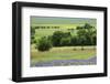 Flowering Hairy Vetch, Common Poppy and Buttercup. Northern Livanjsko Polje, Bosnia and Herzegovina-della Ferrera-Framed Photographic Print