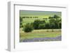 Flowering Hairy Vetch, Common Poppy and Buttercup. Northern Livanjsko Polje, Bosnia and Herzegovina-della Ferrera-Framed Photographic Print