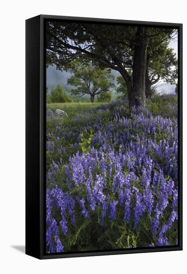 Flowering Hairy Vetch (Vicia Villosa) and Pedunculate Oak (Quercus Robur) Bosnia and Herzegovina-della Ferrera-Framed Stretched Canvas