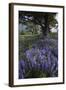 Flowering Hairy Vetch (Vicia Villosa) and Pedunculate Oak (Quercus Robur) Bosnia and Herzegovina-della Ferrera-Framed Photographic Print