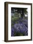 Flowering Hairy Vetch (Vicia Villosa) and Pedunculate Oak (Quercus Robur) Bosnia and Herzegovina-della Ferrera-Framed Photographic Print