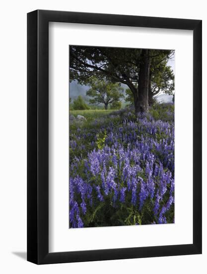 Flowering Hairy Vetch (Vicia Villosa) and Pedunculate Oak (Quercus Robur) Bosnia and Herzegovina-della Ferrera-Framed Photographic Print