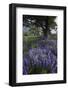 Flowering Hairy Vetch (Vicia Villosa) and Pedunculate Oak (Quercus Robur) Bosnia and Herzegovina-della Ferrera-Framed Photographic Print