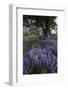 Flowering Hairy Vetch (Vicia Villosa) and Pedunculate Oak (Quercus Robur) Bosnia and Herzegovina-della Ferrera-Framed Photographic Print