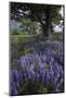 Flowering Hairy Vetch (Vicia Villosa) and Pedunculate Oak (Quercus Robur) Bosnia and Herzegovina-della Ferrera-Mounted Photographic Print