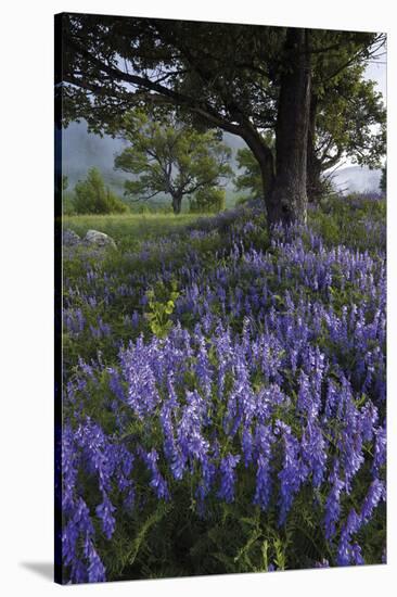 Flowering Hairy Vetch (Vicia Villosa) and Pedunculate Oak (Quercus Robur) Bosnia and Herzegovina-della Ferrera-Stretched Canvas