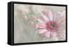 Flowering Happiness-Gilbert Claes-Framed Stretched Canvas