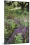 Flowering Heather and Bracken on Lowland Heath, with Path, Caesar's Camp, Fleet, Hampshire, UK-Paul Harris-Mounted Photographic Print