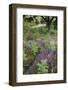 Flowering Heather and Bracken on Lowland Heath, with Path, Caesar's Camp, Fleet, Hampshire, UK-Paul Harris-Framed Photographic Print