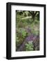 Flowering Heather and Bracken on Lowland Heath, with Path, Caesar's Camp, Fleet, Hampshire, UK-Paul Harris-Framed Photographic Print