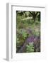 Flowering Heather and Bracken on Lowland Heath, with Path, Caesar's Camp, Fleet, Hampshire, UK-Paul Harris-Framed Photographic Print