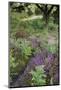 Flowering Heather and Bracken on Lowland Heath, with Path, Caesar's Camp, Fleet, Hampshire, UK-Paul Harris-Mounted Photographic Print