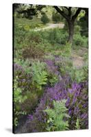 Flowering Heather and Bracken on Lowland Heath, with Path, Caesar's Camp, Fleet, Hampshire, UK-Paul Harris-Stretched Canvas