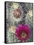 Flowering Hedgehog Cactus, Saguaro National Park, Arizona, USA-Jamie & Judy Wild-Framed Stretched Canvas