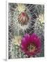 Flowering Hedgehog Cactus, Saguaro National Park, Arizona, USA-Jamie & Judy Wild-Framed Photographic Print