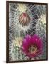 Flowering Hedgehog Cactus, Saguaro National Park, Arizona, USA-Jamie & Judy Wild-Framed Photographic Print