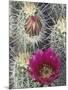 Flowering Hedgehog Cactus, Saguaro National Park, Arizona, USA-Jamie & Judy Wild-Mounted Photographic Print