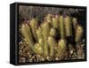 Flowering Hedgehog Cactus, Saguaro National Park, Arizona, USA-Jamie & Judy Wild-Framed Stretched Canvas