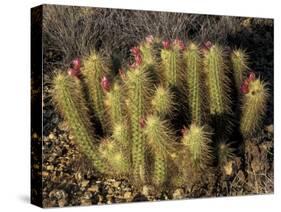Flowering Hedgehog Cactus, Saguaro National Park, Arizona, USA-Jamie & Judy Wild-Stretched Canvas